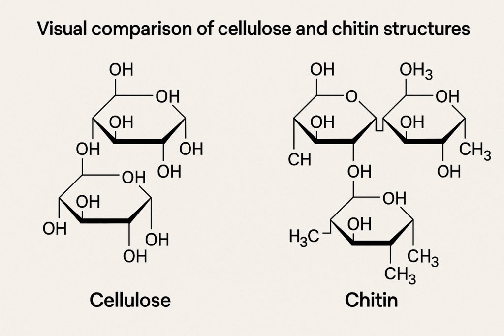 cellulose and chitin comparison